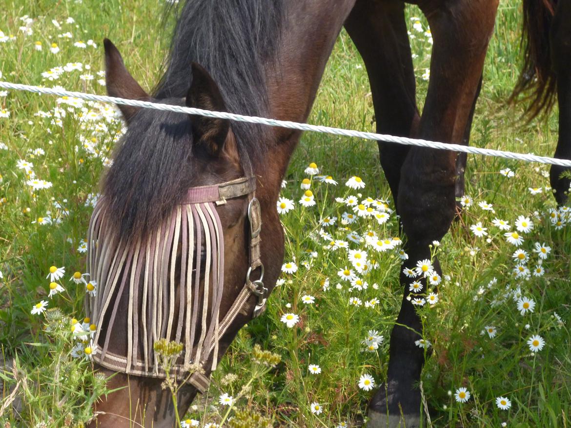 Dansk Varmblod Maluka billede 1