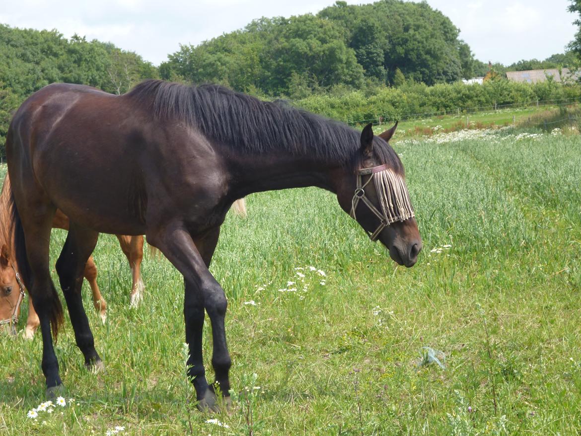 Dansk Varmblod Maluka billede 17