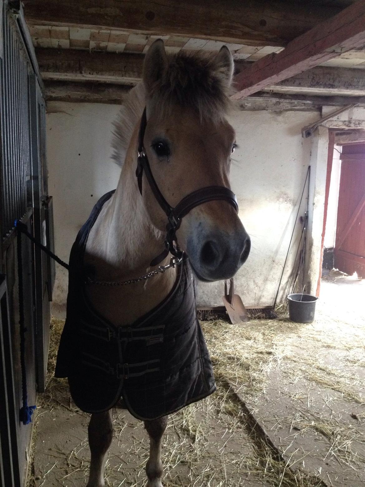 Fjordhest Oscar Vårby billede 6