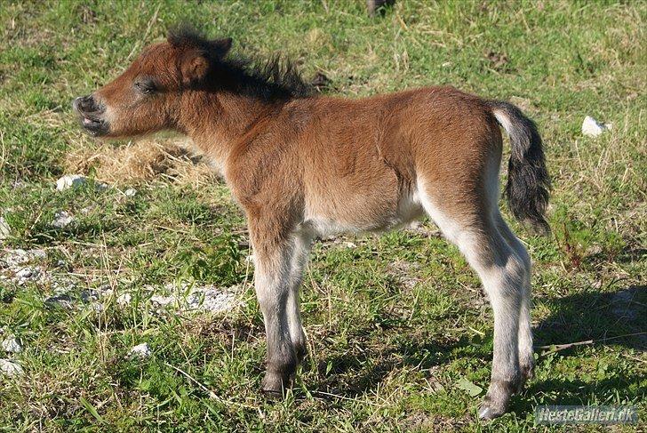 Shetlænder Dalbo´s Warrior - Walle manden <3 - Som føl 2010  billede 36