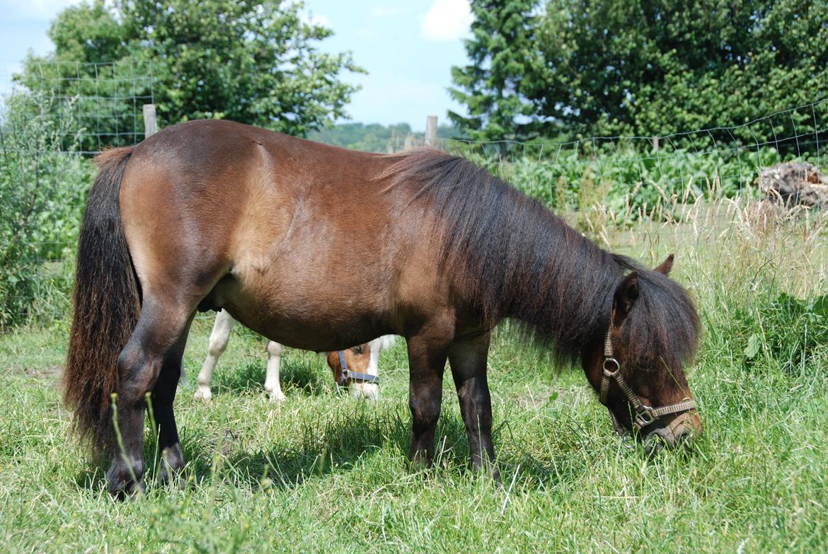 Shetlænder Dalbo´s Warrior - Walle manden <3 - Juli 2011 billede 42
