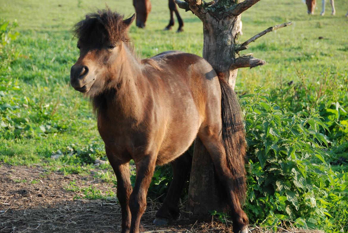 Shetlænder Dalbo´s Warrior - Walle manden <3 - Juni 2011 billede 43