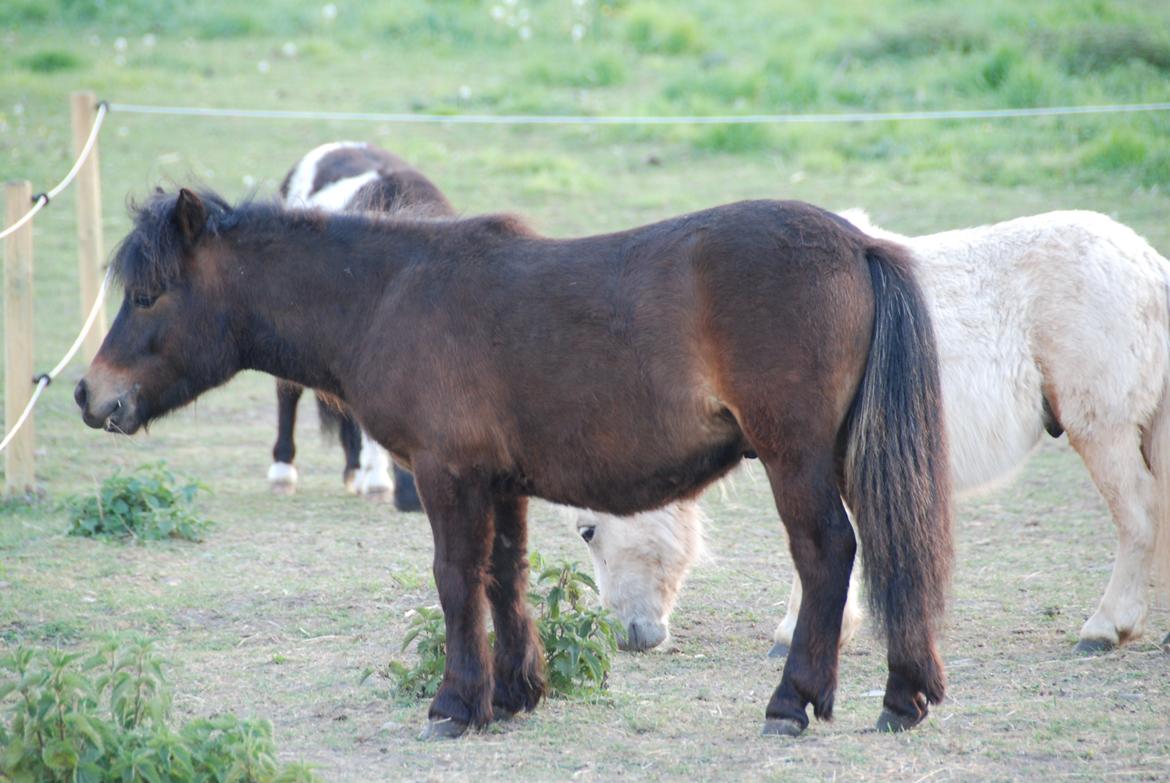 Shetlænder Dalbo´s Warrior - Walle manden <3 - Maj 2011 billede 44