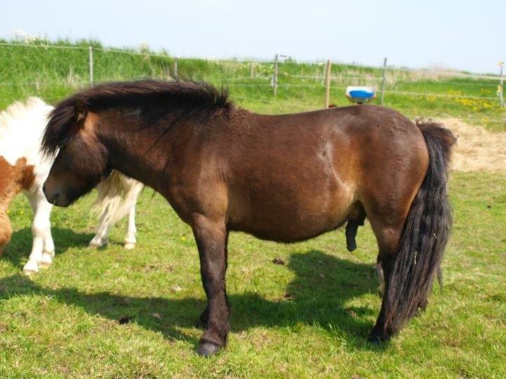 Shetlænder Dalbo´s Warrior - Walle manden <3 - Maj 2012 billede 48