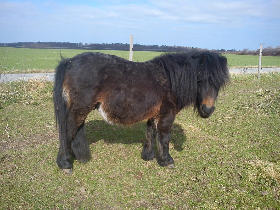 Shetlænder Dalbo´s Warrior - Walle manden <3 - Marts 2012 billede 49