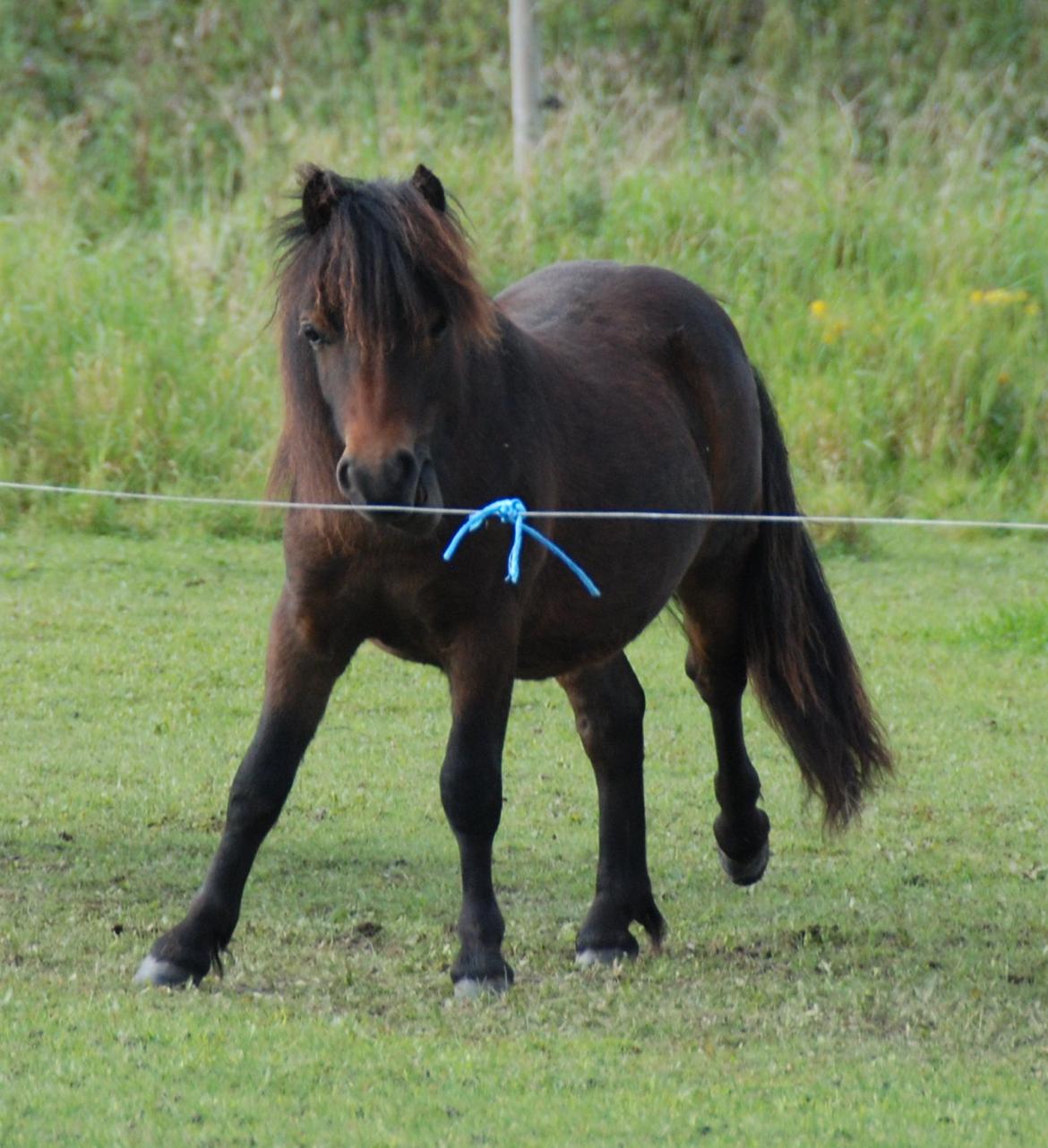 Shetlænder Dalbo´s Warrior - Walle manden <3 - September 2011 billede 50