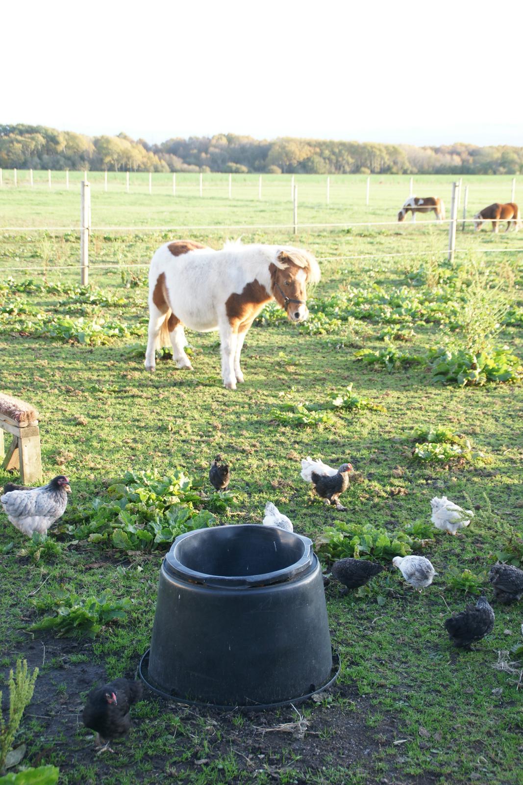 Shetlænder Haabet´s My Spot - Spot med alle sine venner :-) billede 19