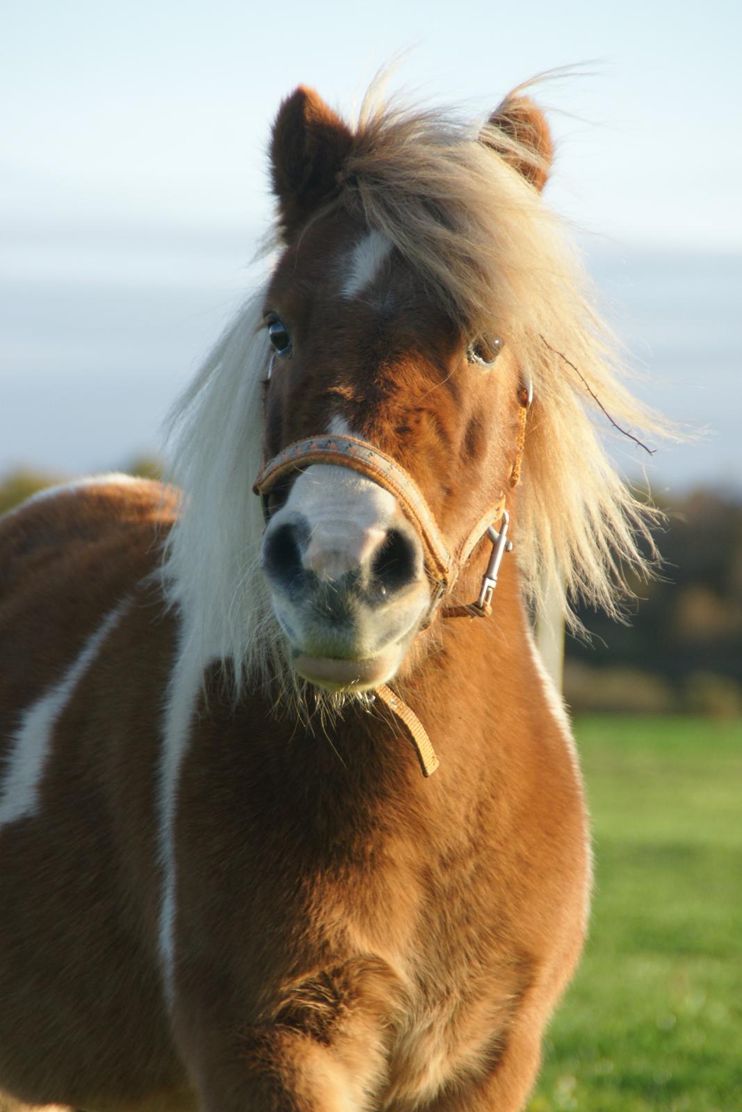 Shetlænder Ingeborg - Dejlige Ingeborg 11. oktober 2013 billede 1