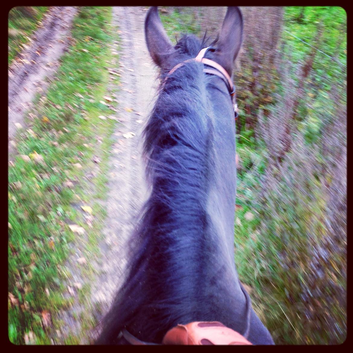 Quarter Timber Ranch Shilooh - Oktober 2013  billede 27