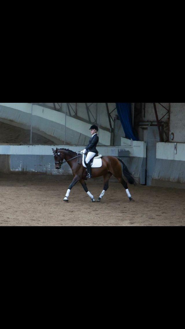 Dansk Varmblod Ellegaards Atea - Stævne i ÅRF september 2013. billede 4