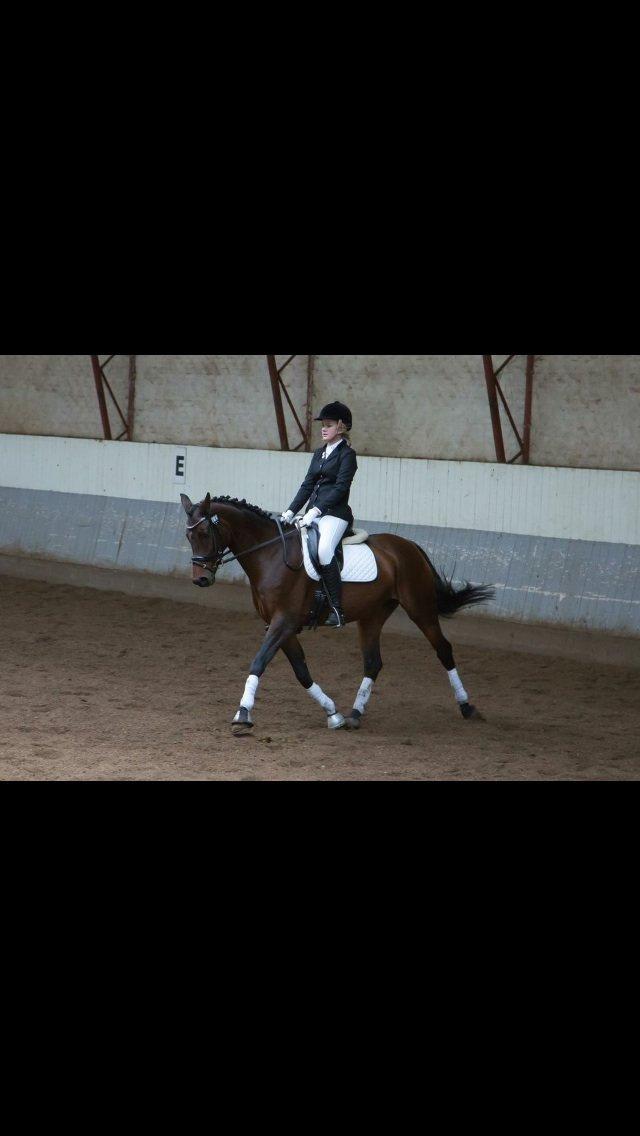 Dansk Varmblod Ellegaards Atea - Stævne i ÅRF september 2013. billede 11