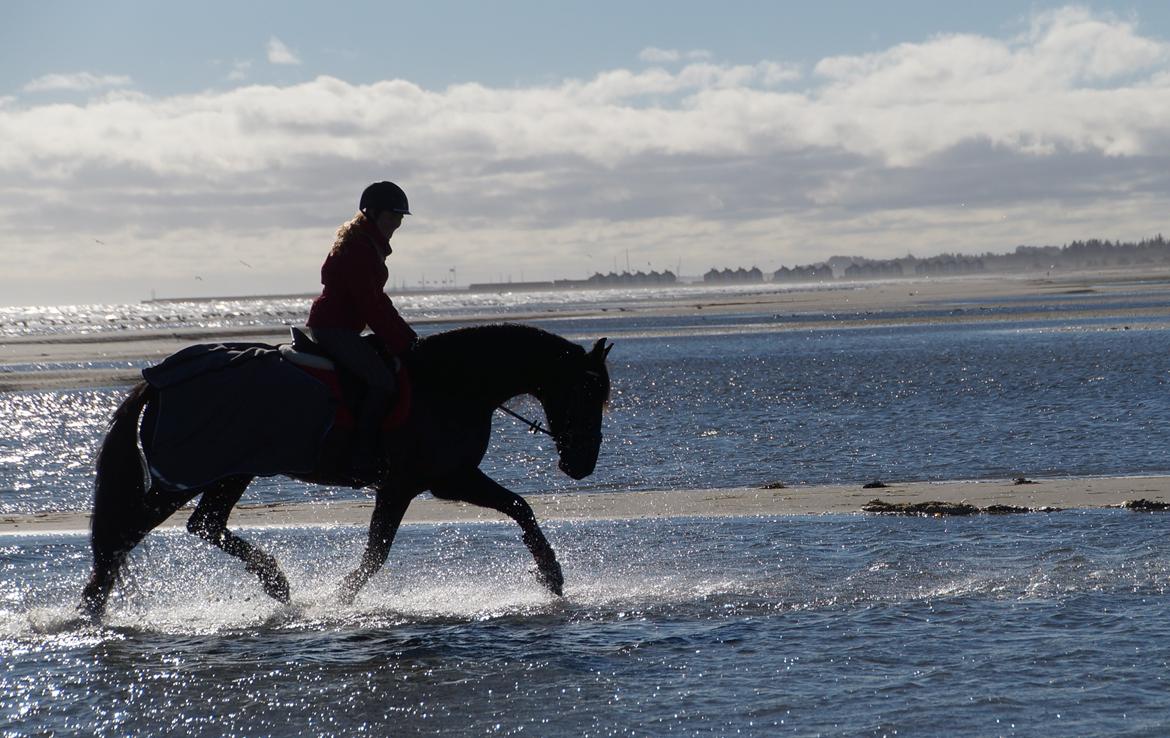 Anden særlig race KJÆRSGAARDS MOONLIGHT - Monse løfter fusserne på Ø. Hurup strand :D Oktober 2013. billede 10