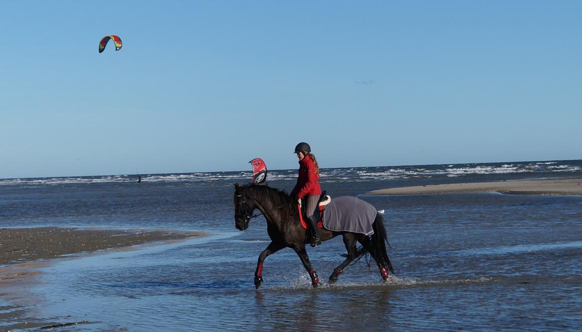 Anden særlig race KJÆRSGAARDS MOONLIGHT - Min smukke basse på stranden :-) Oktober 2013. billede 9