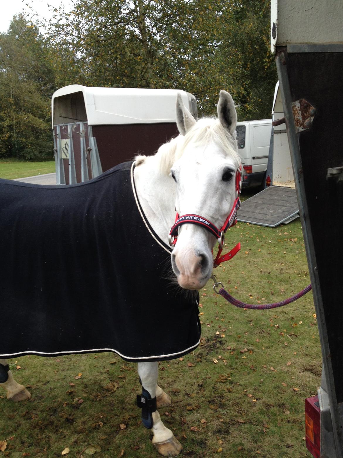 Anden særlig race Silver <3  - Elsker dig <3 billede 18