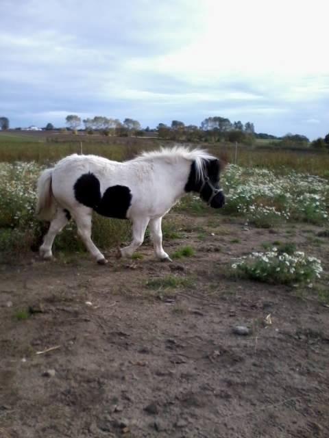 Anden særlig race Victoria billede 9