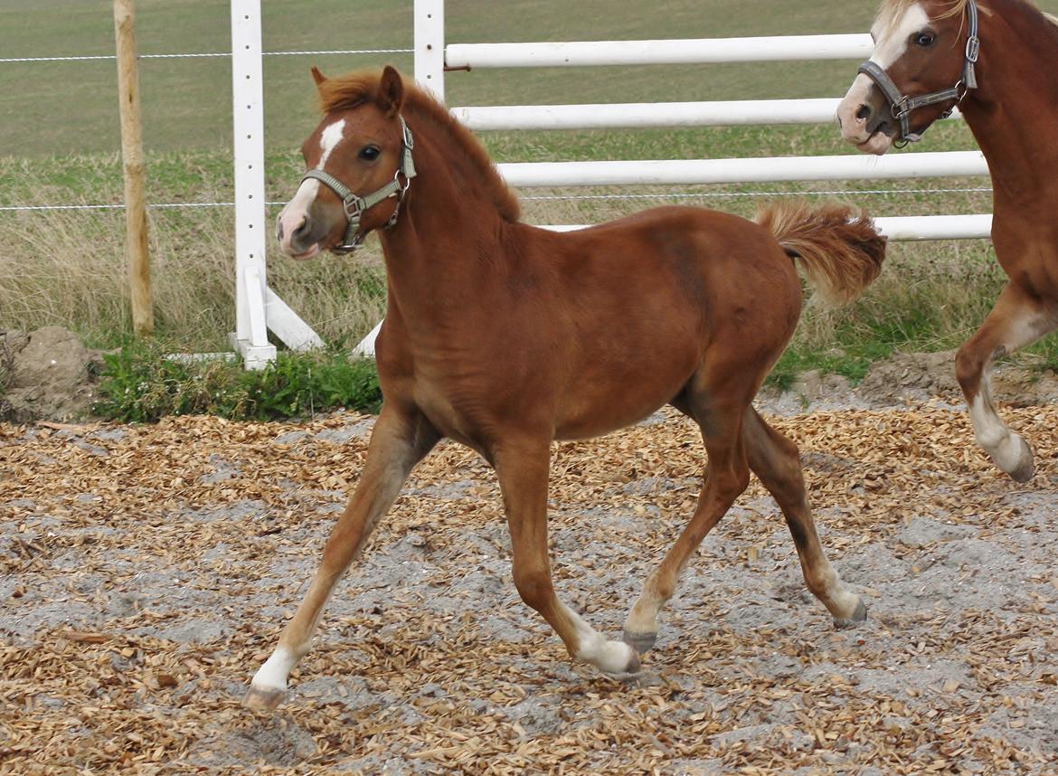 Welsh Mountain (sec A) Melanders Royal Dream - 4 måneder gammel =) billede 24