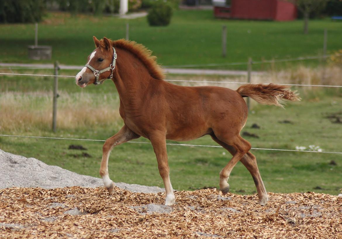 Welsh Mountain (sec A) Melanders Royal Dream - Nu 4 måneder gammel..  billede 5