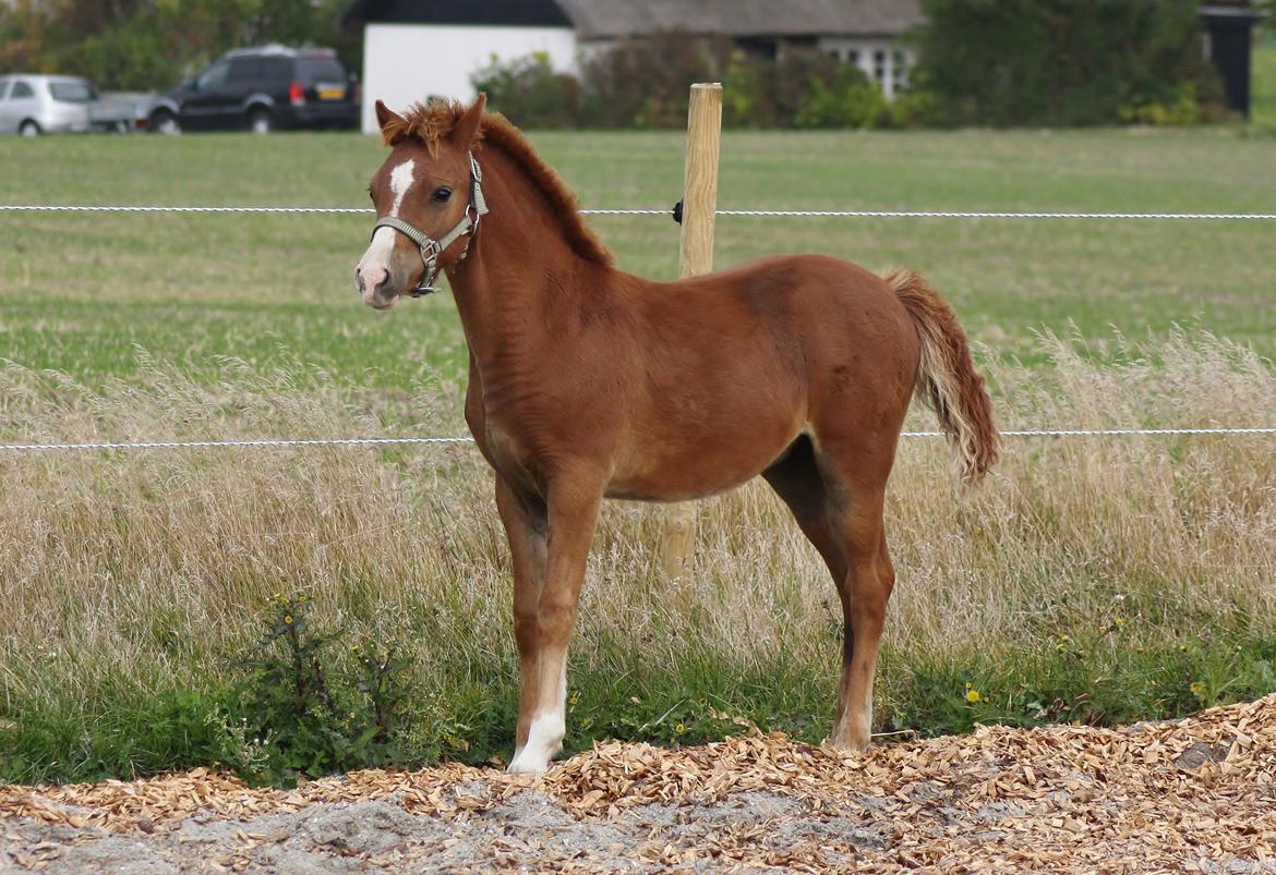 Welsh Mountain (sec A) Melanders Royal Dream - Smukke drengen 4 måneder gammel billede 25