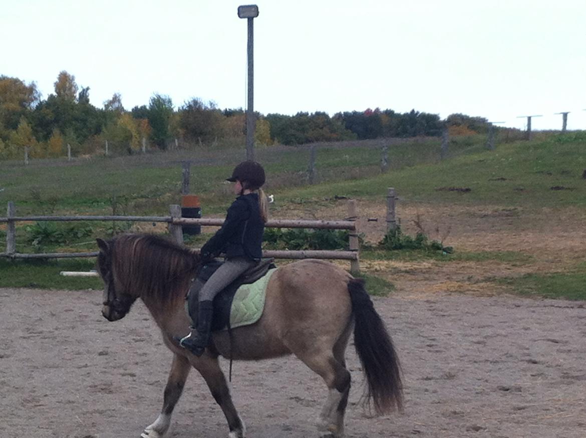 Islænder Blettur fra Tjenergården - Til LD1 stævne billede 16