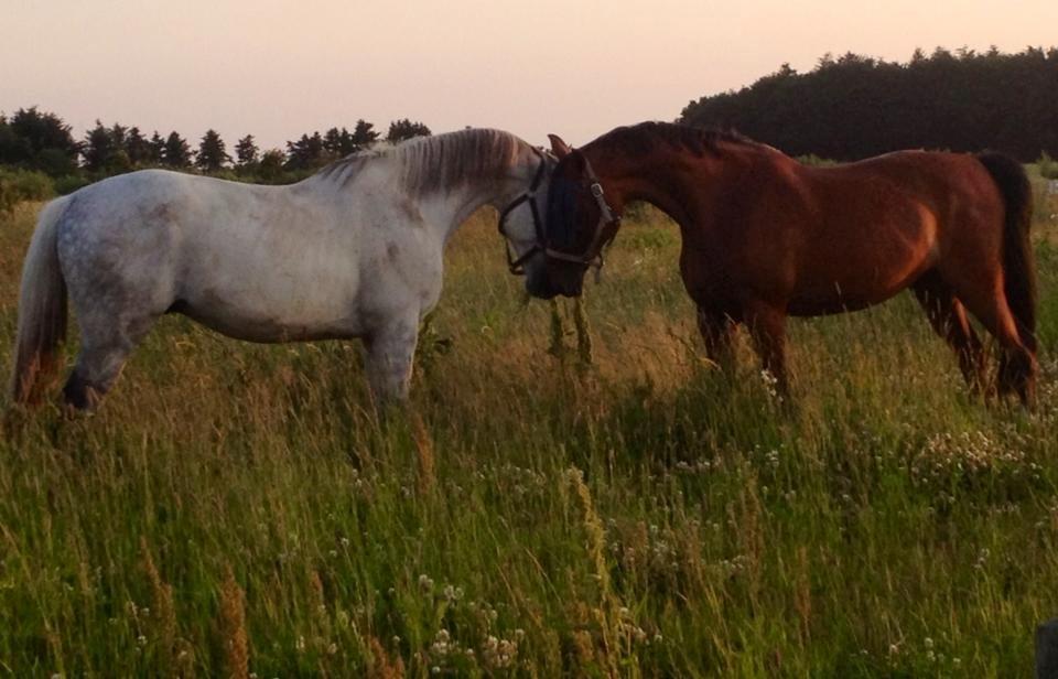 Tysk Oldenburger Silverstone billede 10