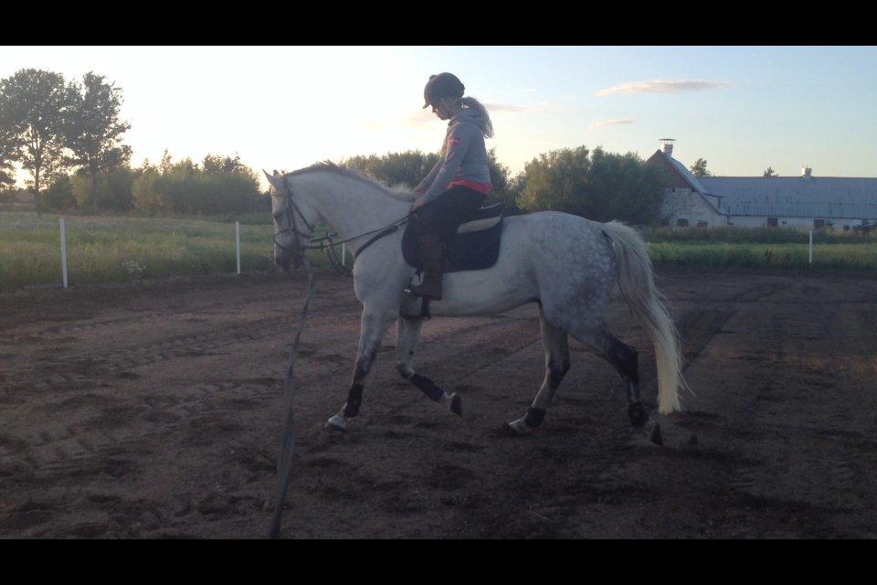 Tysk Oldenburger Silverstone billede 11