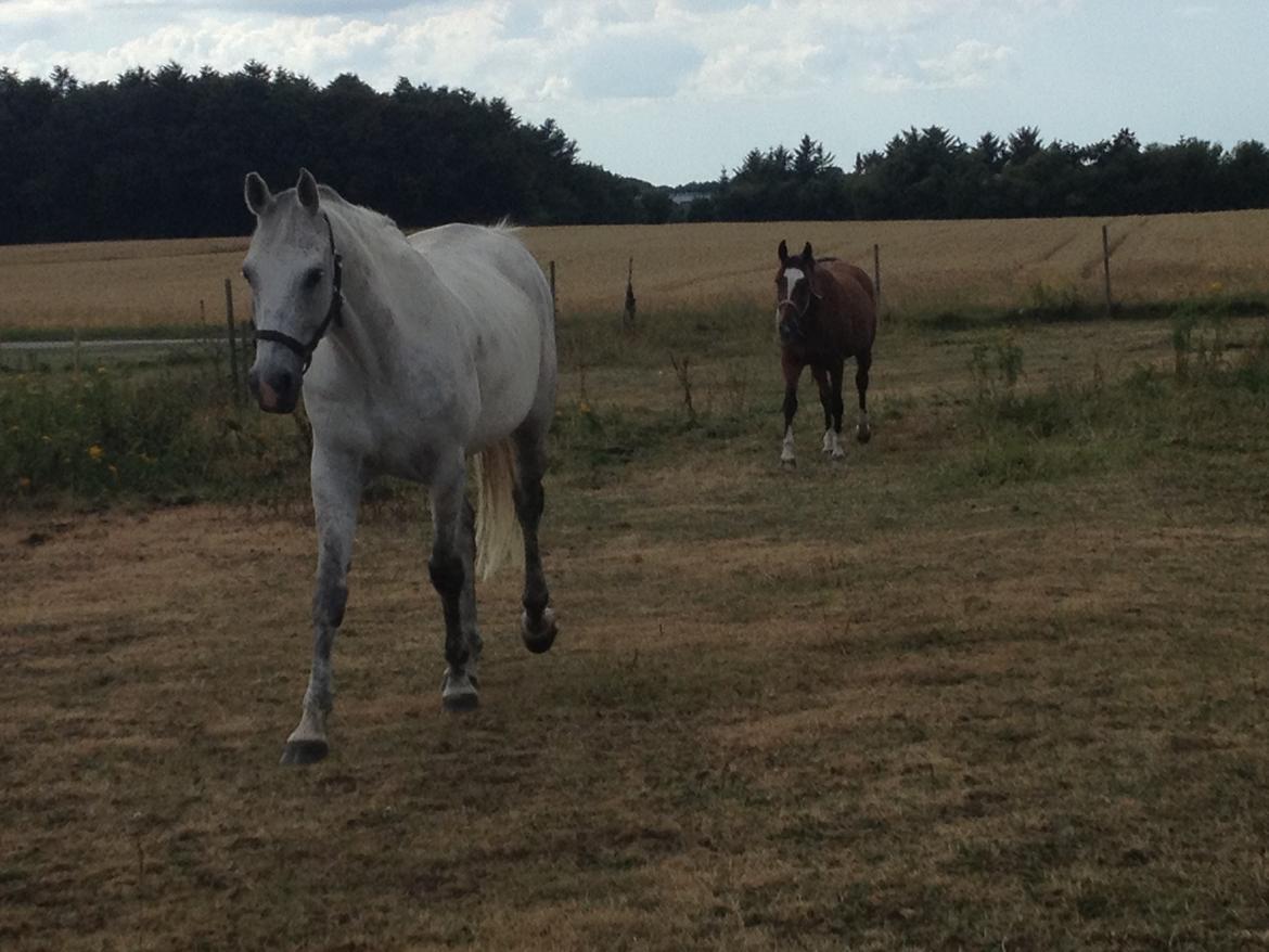 Tysk Oldenburger Silverstone billede 12