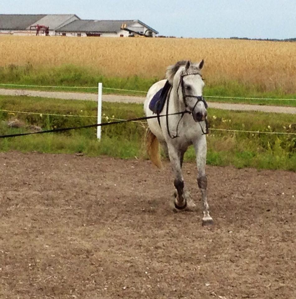 Tysk Oldenburger Silverstone billede 13