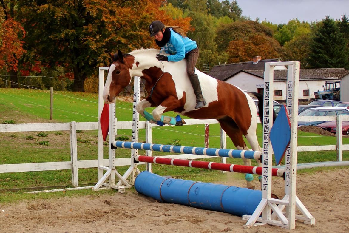 Pinto Alfons Åberg - 12/10-13. 90 cm oxe kun i cordeo. Er ret stolt af min dreng da det kun er 2. gang vi springer i cordeo :)
 billede 11