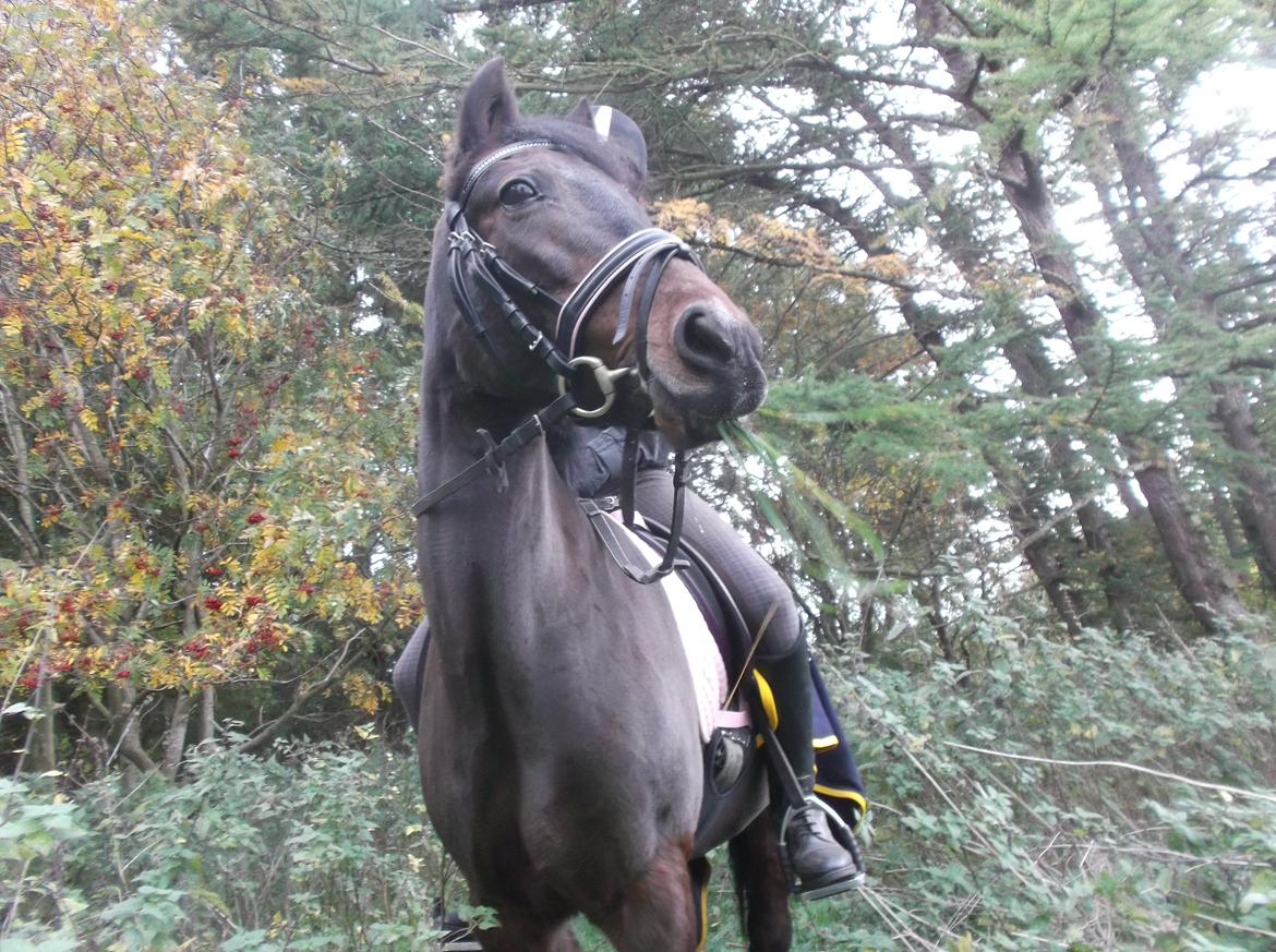 DSP Ronja billede 23