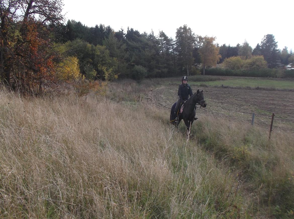 DSP Ronja billede 14