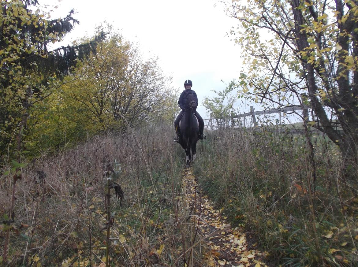 DSP Ronja billede 17