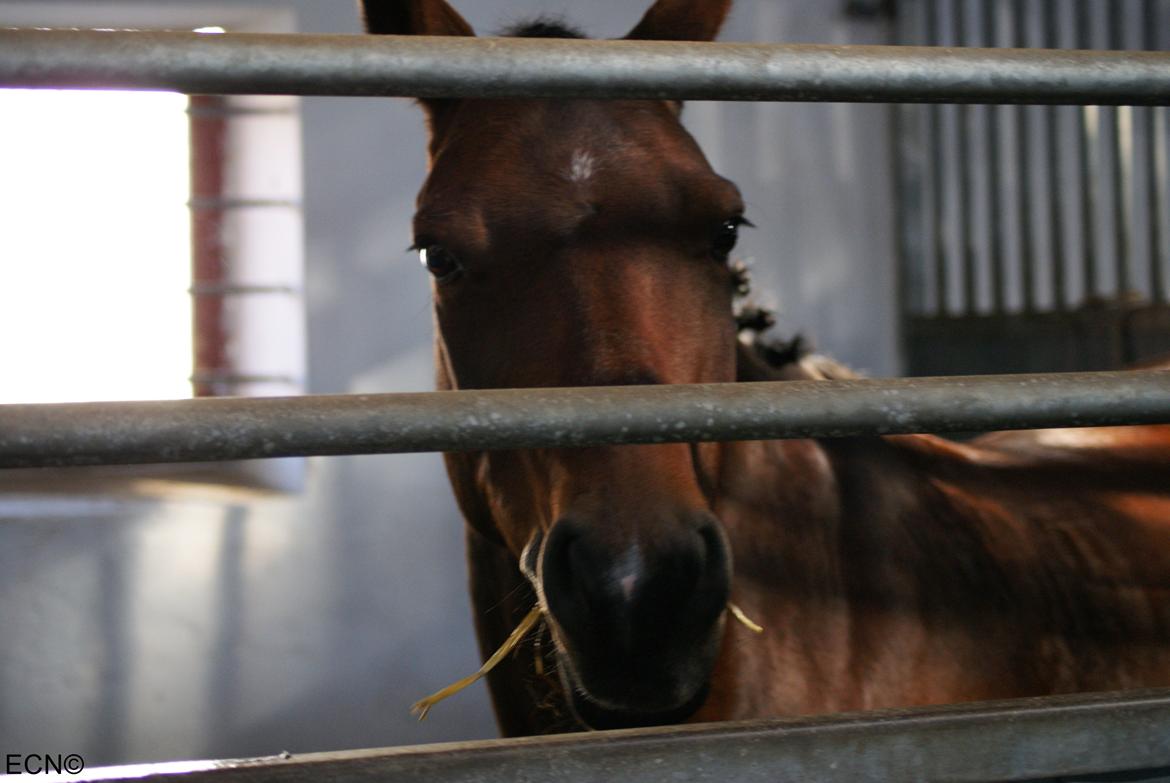 DSP Snorgaardens Monty - Efterår 2013 (foto: ECN©) billede 9
