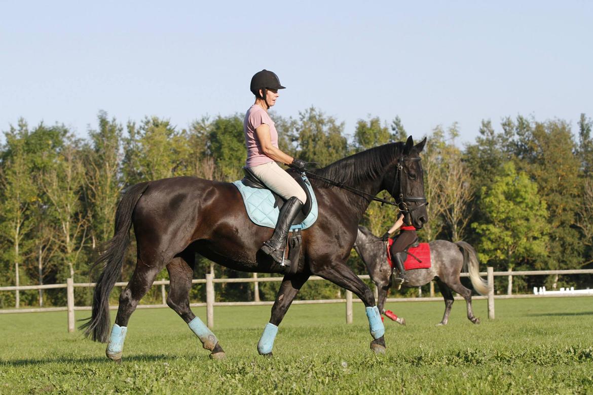 Oldenborg Fortuna af Hvarre billede 7