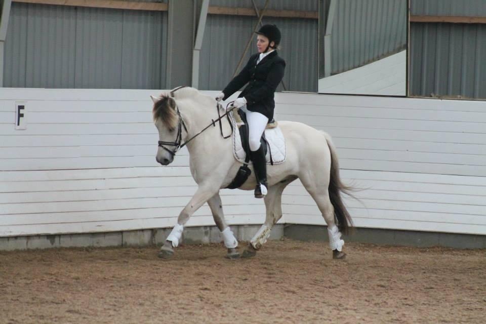 Fjordhest Romeo's Hans billede 12