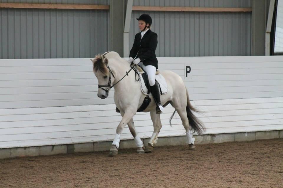 Fjordhest Romeo's Hans billede 14