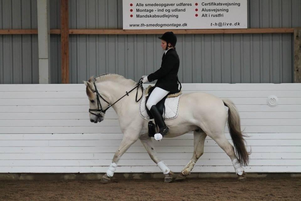 Fjordhest Romeo's Hans billede 15