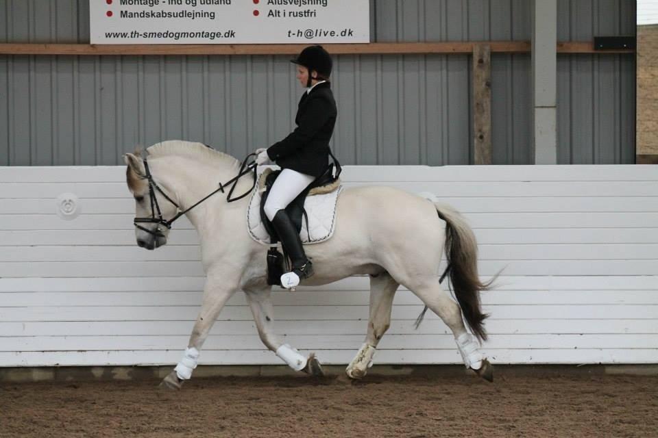 Fjordhest Romeo's Hans billede 17