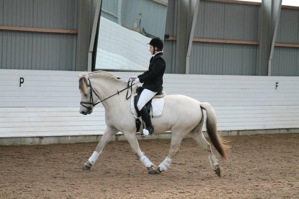 Fjordhest Romeo's Hans billede 16