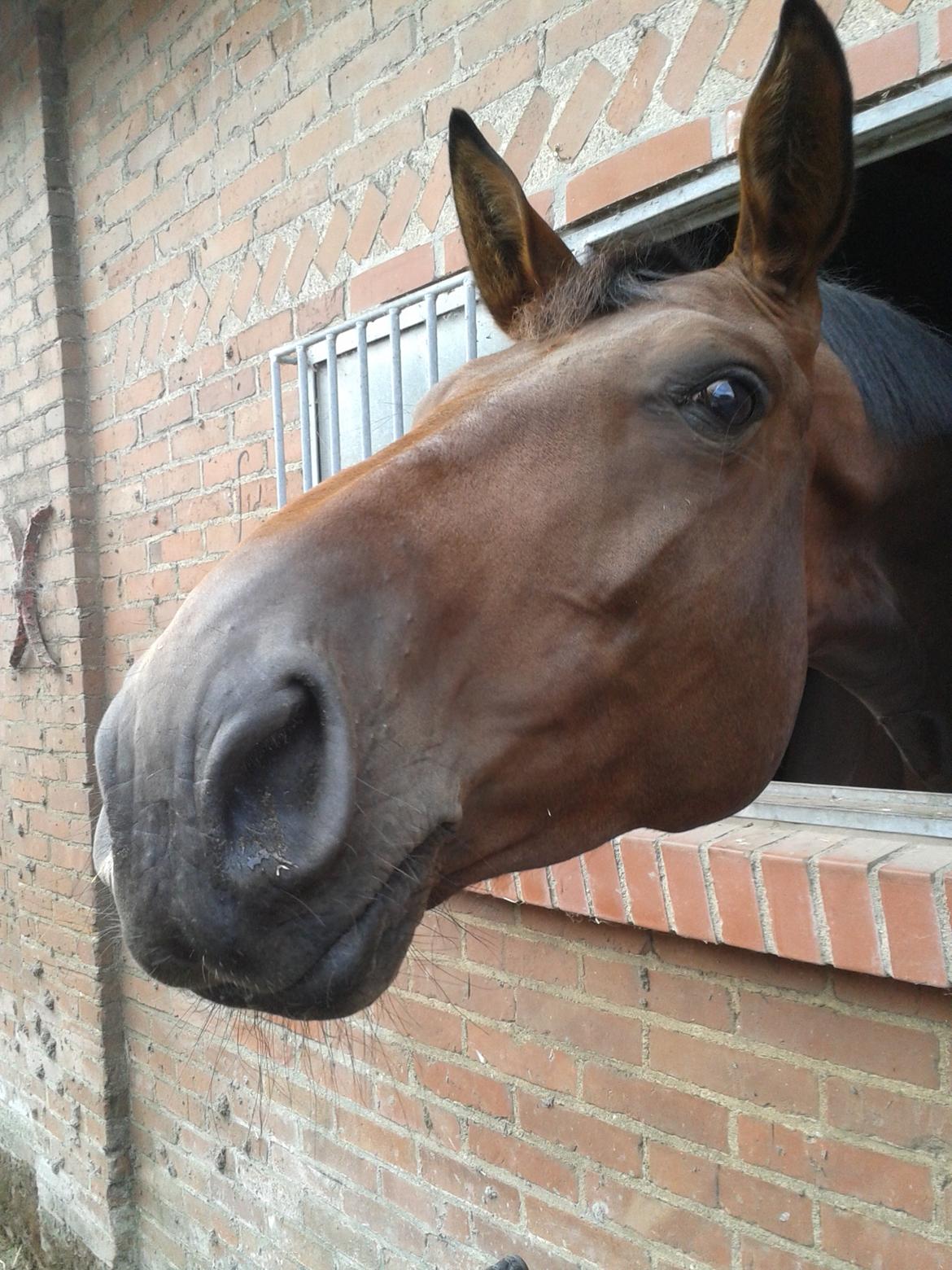 Dansk Varmblod Kielsgaardens Hot Beauty billede 15