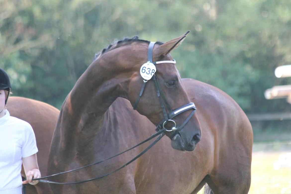 Dansk Varmblod Kielsgaardens Hot Beauty billede 11