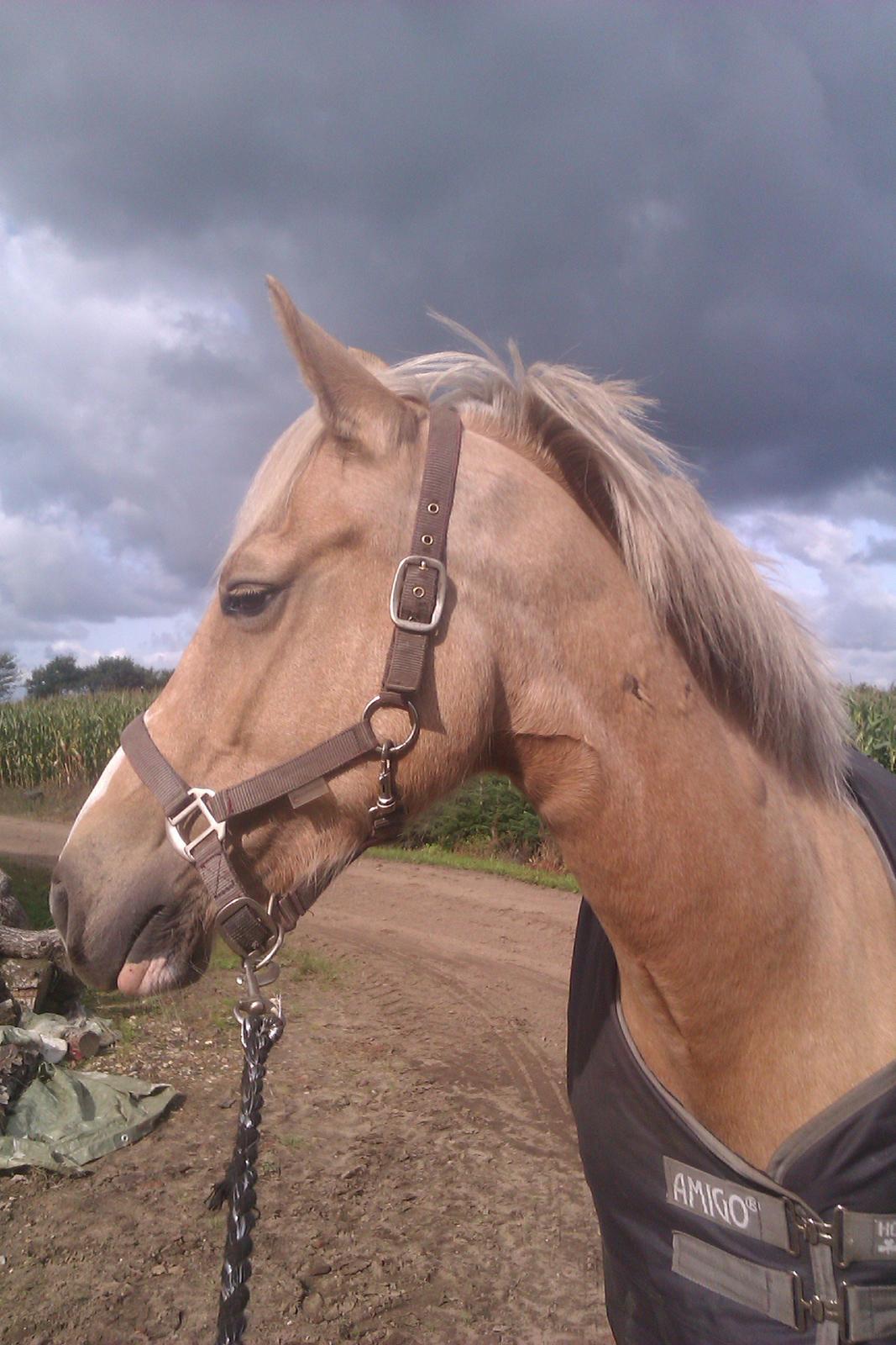 Anden særlig race Fenja billede 5