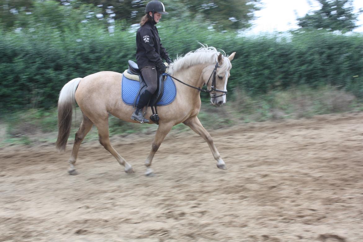 Anden særlig race Fenja billede 7