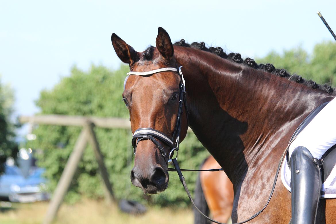 Dansk Varmblod Kielsgaardens Hot Beauty billede 3