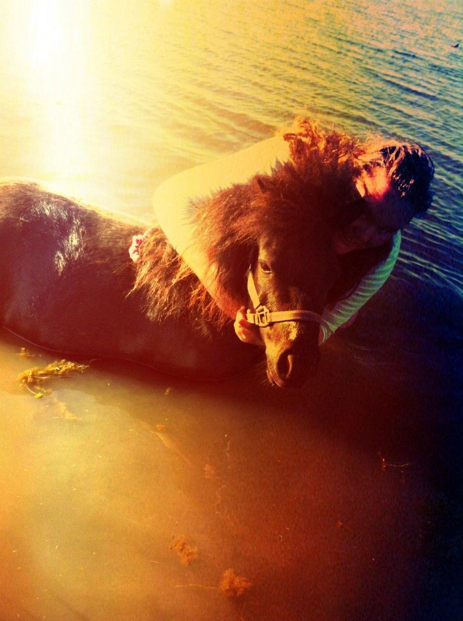 Shetlænder Molly billede 20