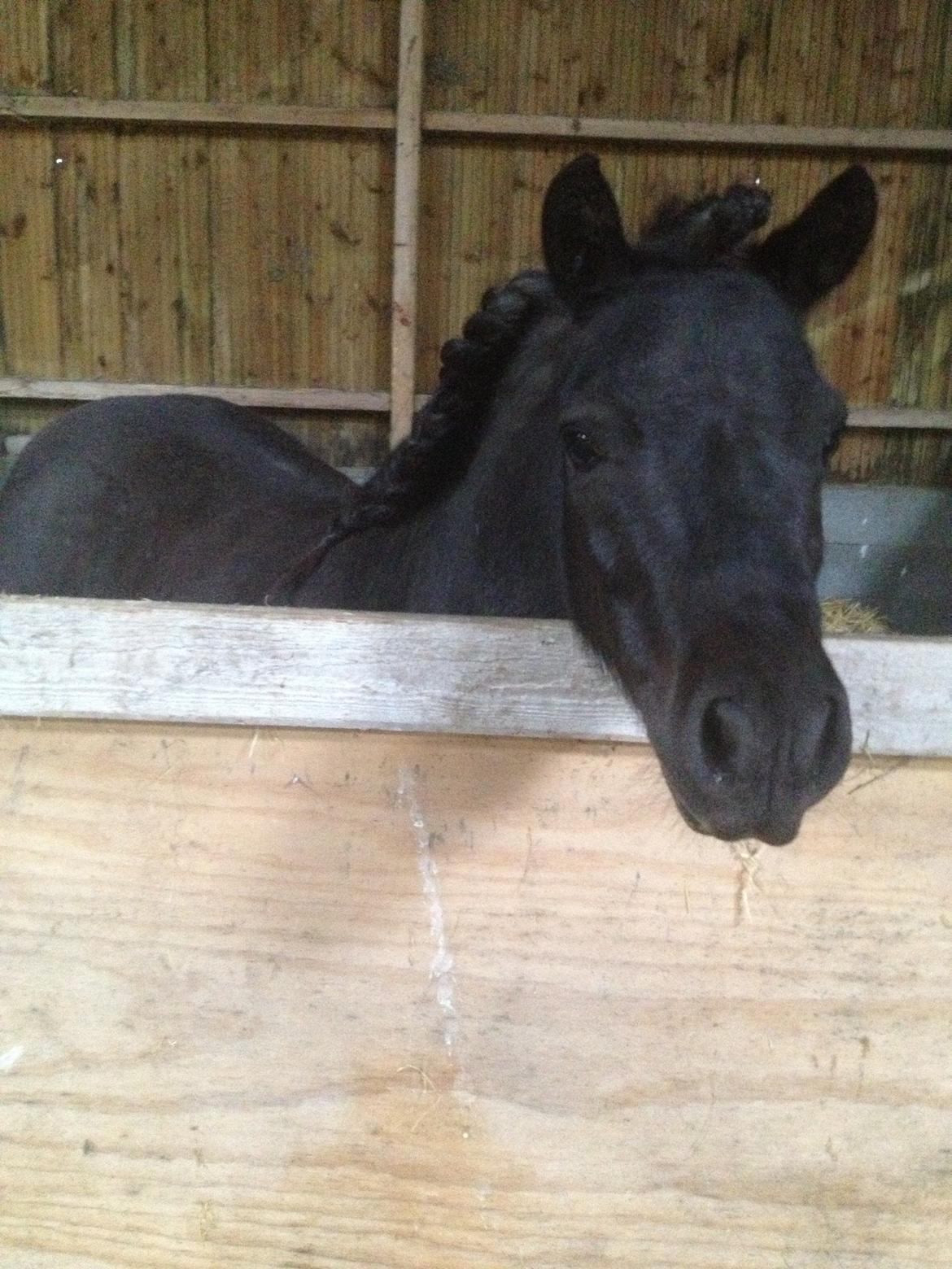 Shetlænder Molly billede 21