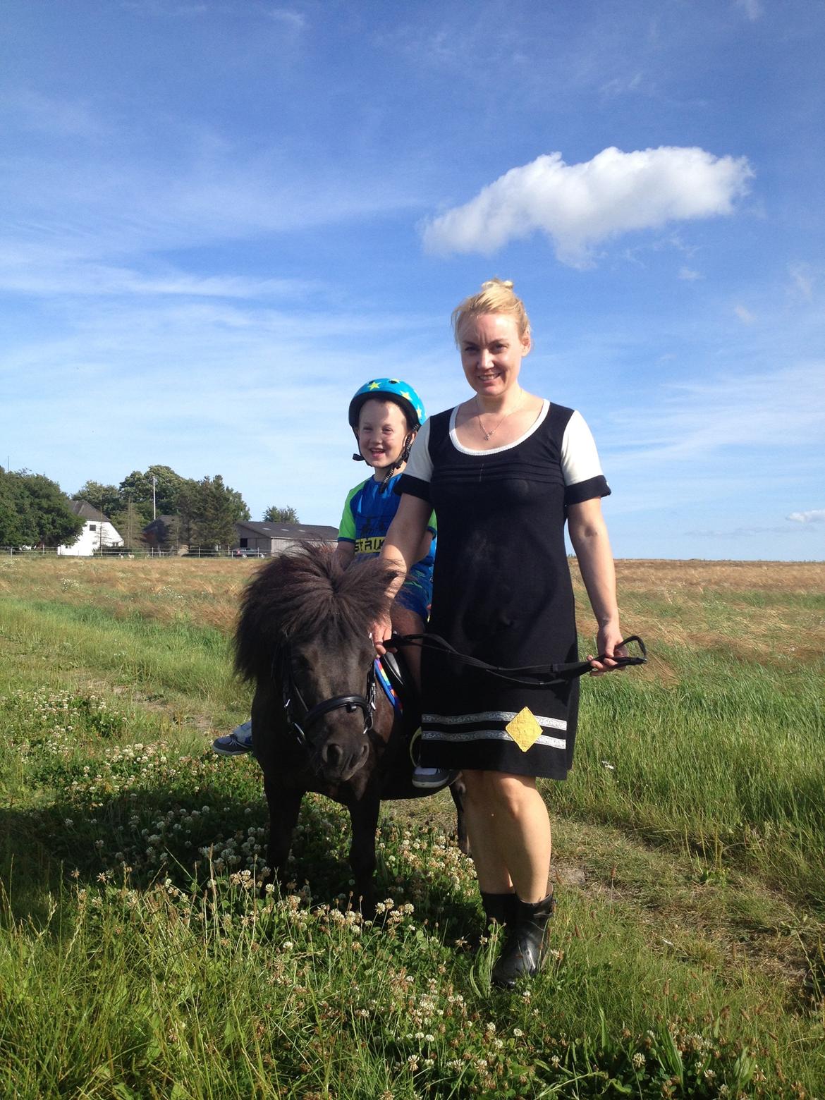 Shetlænder Molly billede 11