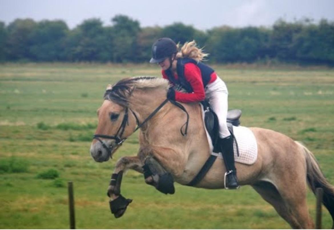 Fjordhest Hagbard Skellerød (Nu en Engel) R.I.P billede 11