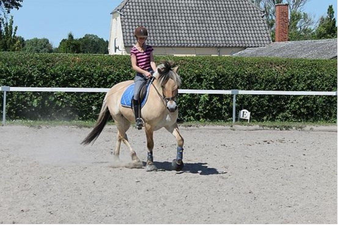 Fjordhest Hagbard Skellerød (Nu en Engel) R.I.P billede 12