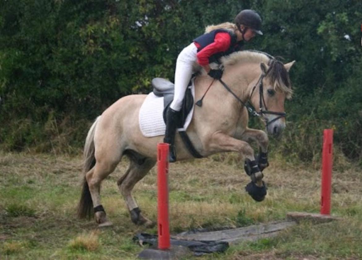 Fjordhest Hagbard Skellerød (Nu en Engel) R.I.P billede 13