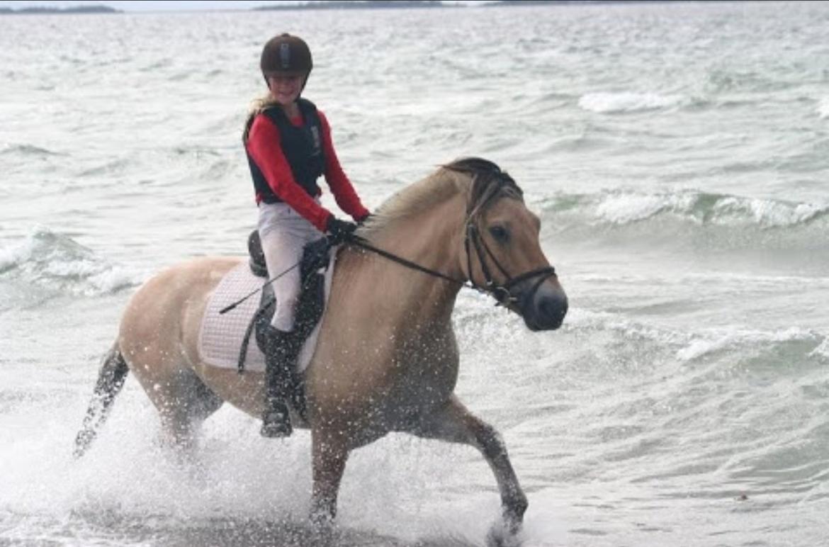 Fjordhest Hagbard Skellerød (Nu en Engel) R.I.P billede 14